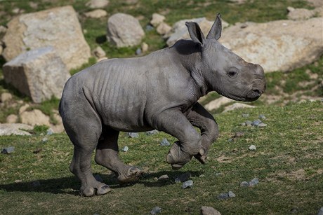 Osmidenní mlád nosoroce bílého. 