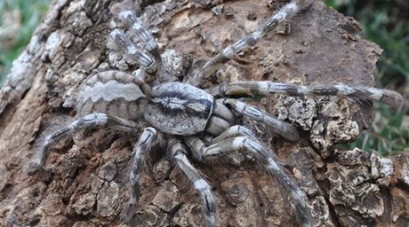 Vdci v odlehlé vesnici na Srí Lance objevili vzácný druh obrovského pavouka.