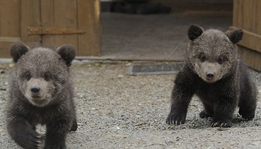 Pětitýdenní medvíďata si od soukromého chovatele přivezl Chaloupek 18. února a od té chvíle je jejich "mámou" na plný úvazek. 