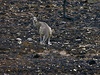 Lov klokan je v Austrálii povolený. Jeden z klokan stojí na spáleniti v oblasti Coonabarabran, asi 350 kilometr severozápadn od Sydney.