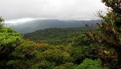 Ml�né lesy Monteverde
