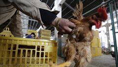 Dva lidi ji� v únoru a b�eznu virus H7N9 p�ipravil o �ivot v �ínské finan�ní metropoli �anghaji