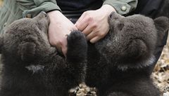 Medví�ata je pot�eba, stejn� jako d�ti, vychovávat a nau�it je znát jejich jména. I kdy� se Chaloupek ke zku�ené medv�dici klidn� p�irovnává, jeho výchova je prý p�ece jen mírn�j�í.
