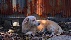 Toulav psi mohou bt utraceni, k nov rumunsk zkon
