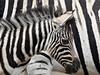 Jihlava mohla poprvé spatit nedávno narozené mlád zebry damarské