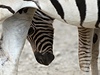 Malá zebra je jedním z nejvtích tahák jihlavské zoo