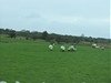 Nkteré ovce jsou na hbetu oznaené barvami, co prý je proto, aby si eny vyzkouely odstín, který pouijí na své vlasy.