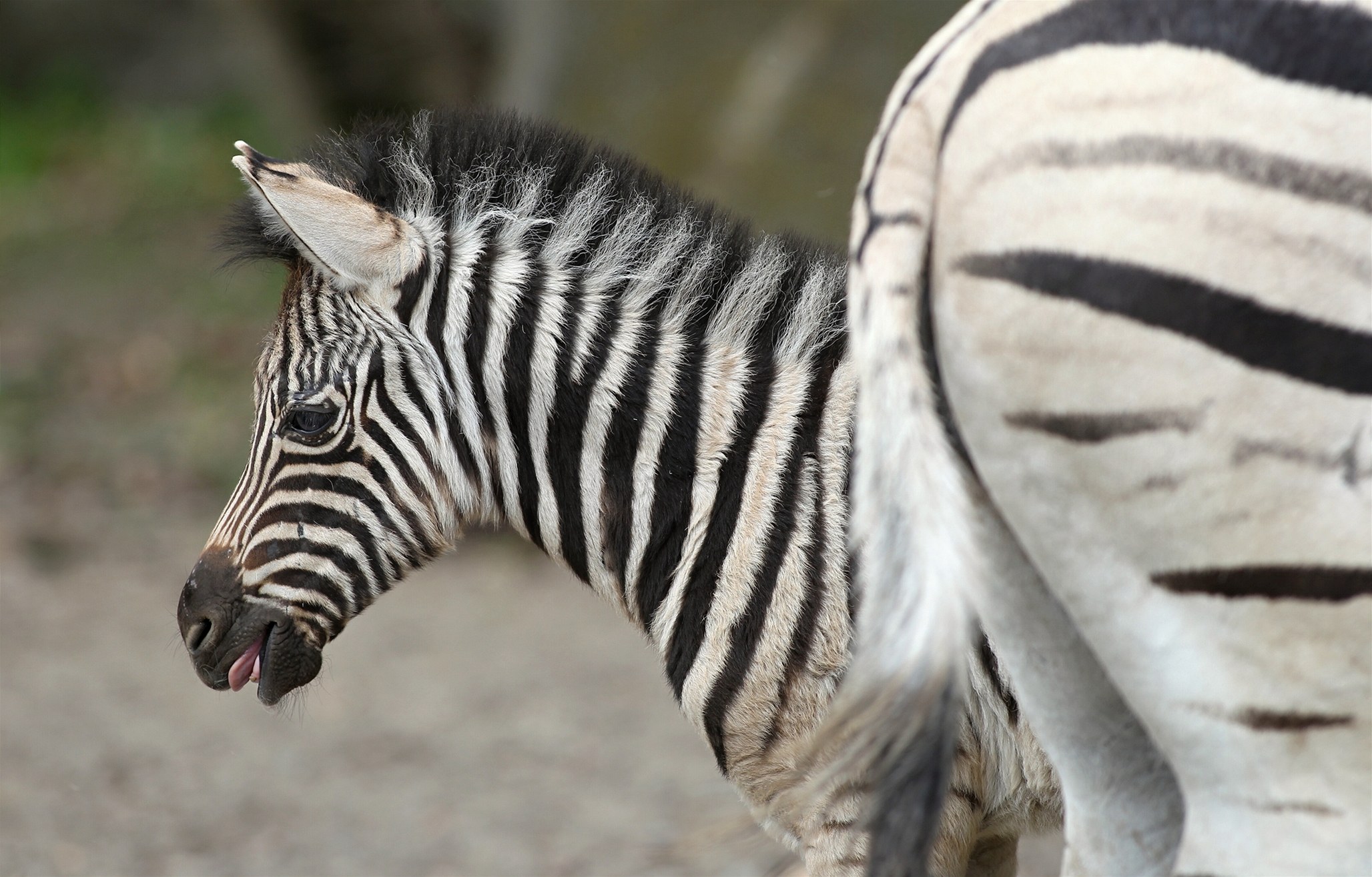 Mlád� zebry v zoo.