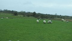 N�které ovce jsou na h�betu ozna�ené barvami, co� prý je proto, aby si �eny vyzkou�ely odstín, který pou�ijí na své vlasy.