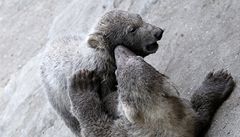 Kometa a Nanuk si hrají