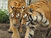 Tygr sibiský je nejvtí kokovitá elma