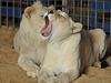 S bílými lvy cvičí syn Ivana Ringela