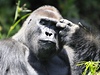 Ochrana goril ve stední Africe patí mezi priority Zoo Praha