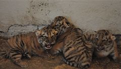 V zoo Len ve Zln vypustili do vbhu mlata tygra ussurijskho