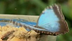 Pražská botanická zahrada představí exotické druhy motýlů