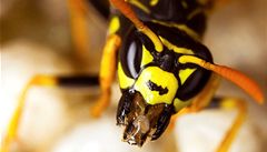 Vědci sestrojili kameru podle hmyzího oka 