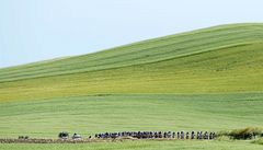 Cyklistický peloton na Giro d'Italia