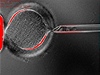 Vyjmutí jádra z vajíka. Snímek byl poízen 31. ledna 2012.
