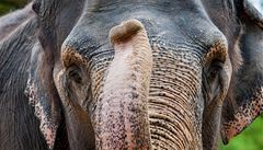 Ostravsk slonice Vishesh porodila sv druh mld 