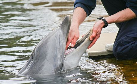 V Praze - Libui má vypuknout obí show s trojicí delfín. Ochránci pírody jsou proti.