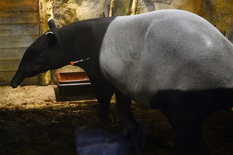 Evakuace tapíra