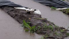 Zaplavené pole s �eským ch�estem