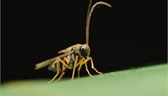 Severoamerický hmyz, pilatka. | na serveru Lidovky.cz | aktuální zprávy