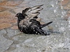 Zchladit se potebují i holubi