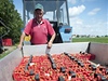 Jahodová farma Vaklima v Holeev na Kromísku zahájila 10. ervna na své plantái sbr jahod.