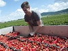 Jahodová farma Vaklima v Holeev na Kromísku zahájila 10. ervna na své plantái sbr jahod.