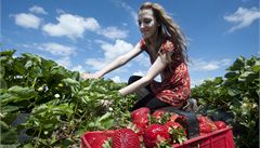 Češi si oblíbili jahody z dovozu bez chuti, domácí pěstování upadá