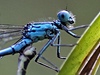Detail na hmyzí tlíko astji pipomíná spíe portrét návtvníka z jiné planety.