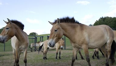  V aklimatizan stanici v Dolnm Dobejov na Beneovsku ekaj kon pevalt na ztej transport na letit v praskch Kbelch a nsledn pesun do Mongolska. 