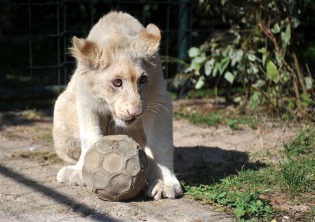 V chlebské zoo můžete vidět vzácného bílého lva