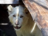 V chlebské zoo mete vidt vzácného bílého lva