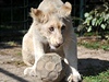 V chlebské zoo mete vidt vzácného bílého lva