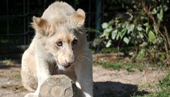 V chlebské zoo mete vidt vzácného bílého lva