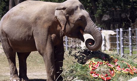Zoo Praha dnes slavila 80 let od pchodu prvnho slona