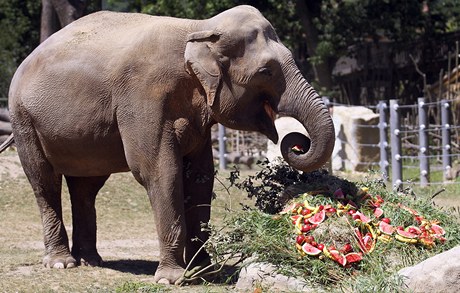 Zoo Praha dnes slavila 80 let od příchodu prvního slona