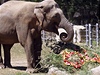 Zoo Praha dnes slavila 80 let od píchodu prvního slona