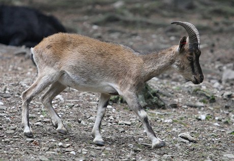 Olomoucká zoo otevela první ást safari.