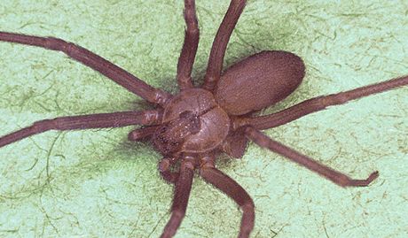 Pavouci druhu koutník jedovatý (Loxosceles reclusa) kousnou kadoron v Brazílii více ne 7000 lidí, kterým tím zpsobí váné pokození ke, a dokonce i smrt.