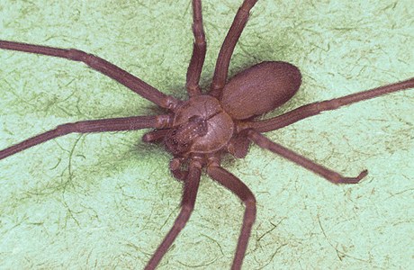 Pavouci druhu koutník jedovatý (Loxosceles reclusa) kousnou kadoron v Brazílii více ne 7000 lidí, kterým tím zpsobí váné pokození ke, a dokonce i smrt.