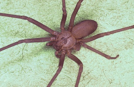Pavouci druhu koutník jedovatý (Loxosceles reclusa) kousnou ka�doro�n� v Brazílii více ne� 7000 lidí, kterým tím zp�sobí vá�né po�kození k��e, a dokonce i smrt.