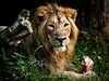 Jedním z nejvtích skvost zoo ve Dvoe Králové je lev indický. Desátého srpna má probhnout svtový den lv. Podívejte se na fotografie jedné z nejkrásnjích elem v eské republice. 