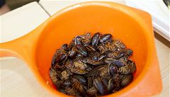 Zájem o jedlý hmyz prý roste, chybí ale normy