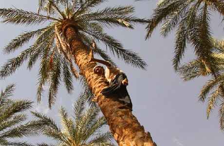 Majitel palmérie