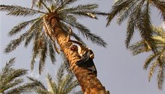 Majitel palmérie