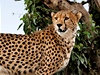 Gepardi (ilustraní foto)