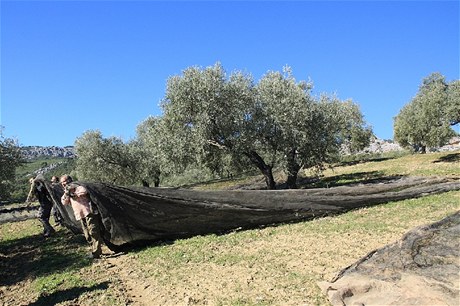 Olivy padají do velké sít